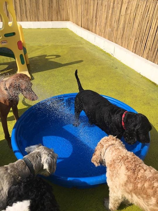 Dog daycare facility